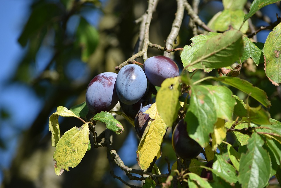 plums-5571922_960_720